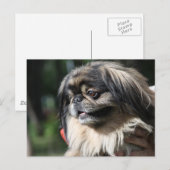 Pekingese hond briefkaart (Voorkant / Achterkant)