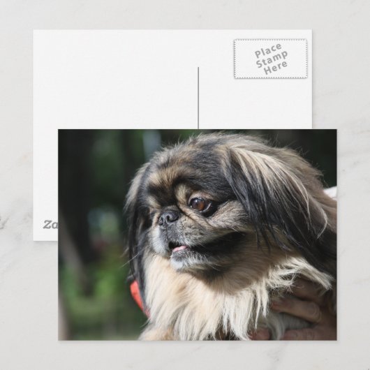 Pekingese hond briefkaart (Voorkant / Achterkant)