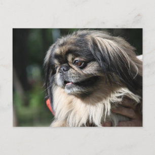 Pekingese hond briefkaart