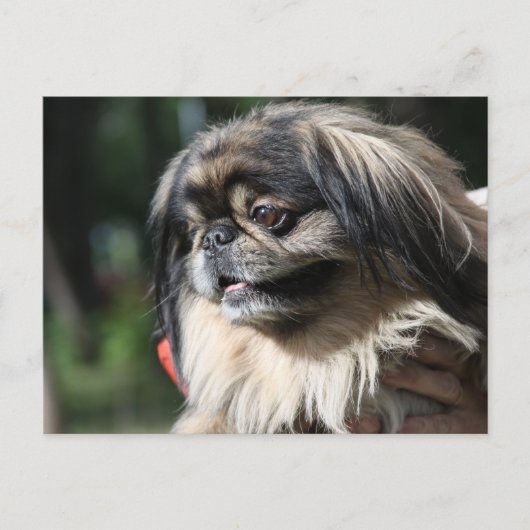 Pekingese hond briefkaart (Voorkant)