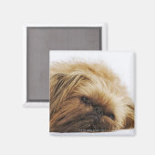 Pekingese hond, dichtbij magneet (Voorkant / Achterkant)