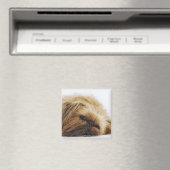 Pekingese hond, dichtbij magneet (Insitu (Vaatwasser))