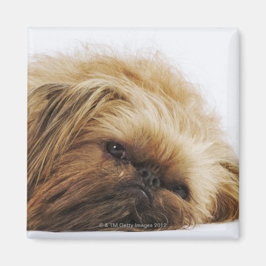 Pekingese hond, dichtbij magneet (Voorkant)