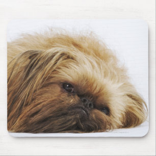 Pekingese hond, dichtbij muismat