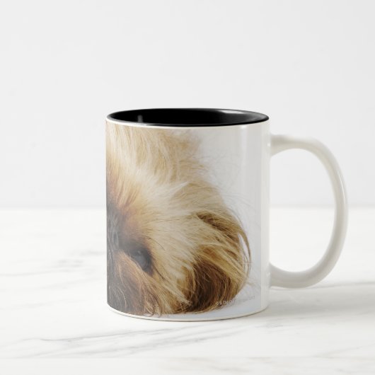 Pekingese hond, dichtbij tweekleurige koffiemok (Rechts)