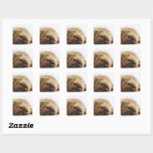 Pekingese hond, dichtbij vierkante sticker (Vel)