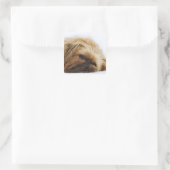 Pekingese hond, dichtbij vierkante sticker (Tas)