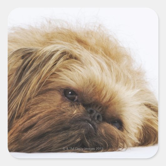 Pekingese hond, dichtbij vierkante sticker (Voorkant)