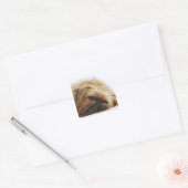 Pekingese hond, dichtbij vierkante sticker (Envelop)
