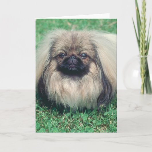 Pekingese Kaart (Voorkant)
