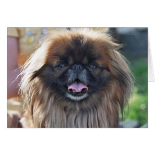 Pekingese-kaart