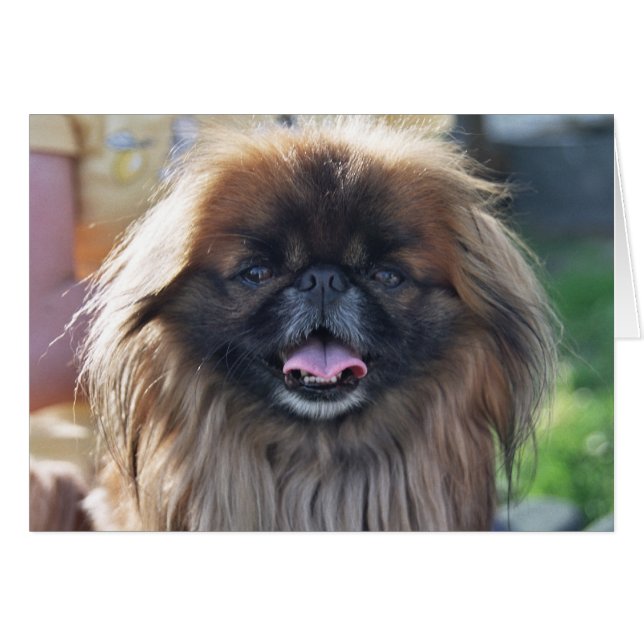 Pekingese-kaart (Voorkant Horizontaal)