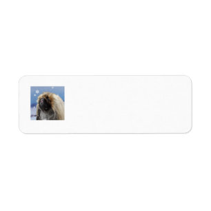 Pekingese Kerst Retouradreslabels Etiket