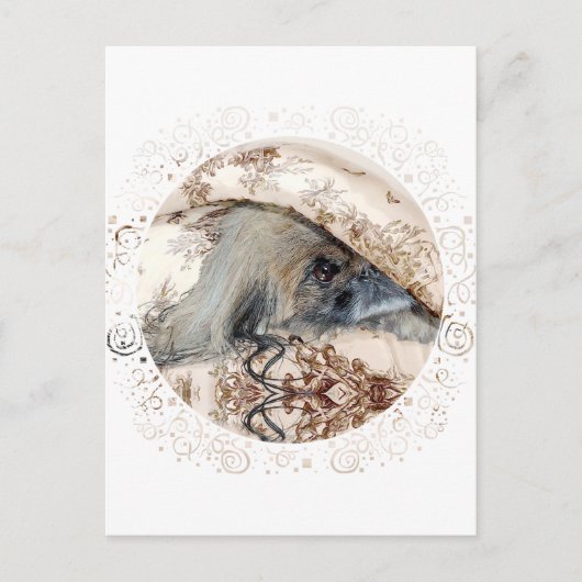 Pekingese komt tevoorschijn briefkaart (Voorkant)