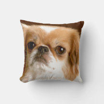 Pekingese