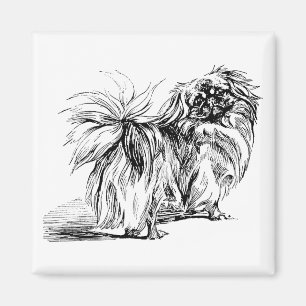 Pekingese Magneet