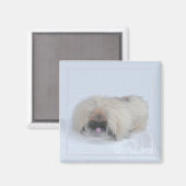 Pekingese Magnet (Voorkant / Achterkant)