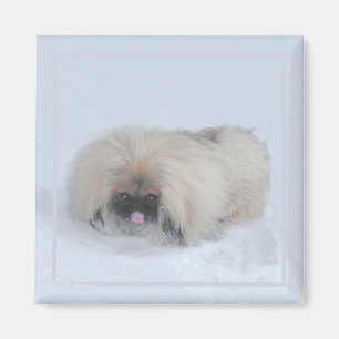 Pekingese Magnet