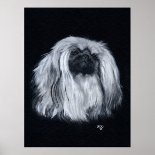 Pekingese portret in zwart-wit poster