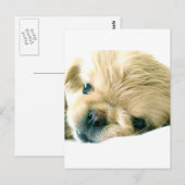 Pekingese Puppies Briefkaart (Voorkant / Achterkant)