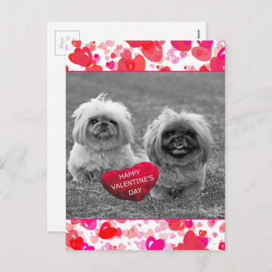 Pekingese Puppies wensen een fijne Valentijnsdag Feestdagenkaart (Voorkant / Achterkant)