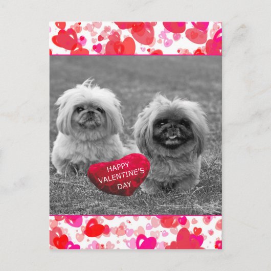 Pekingese Puppies wensen een fijne Valentijnsdag Feestdagenkaart