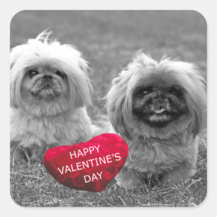 Pekingese Puppies wensen een fijne Valentijnsdag Vierkante Sticker