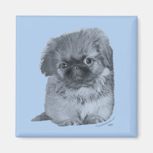 Pekingese Puppy Blauw Magneet
