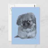 Pekingese Puppy Blue Briefkaart (Voorkant / Achterkant)