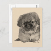 Pekingese Puppy Briefkaart (Voorkant / Achterkant)