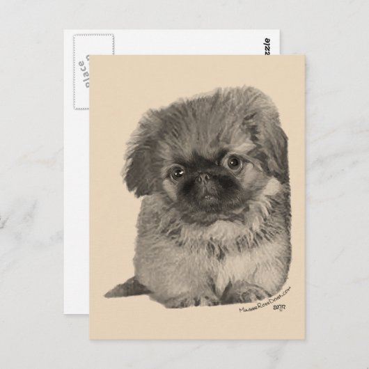 Pekingese Puppy Briefkaart (Voorkant / Achterkant)