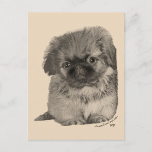 Pekingese Puppy Briefkaart