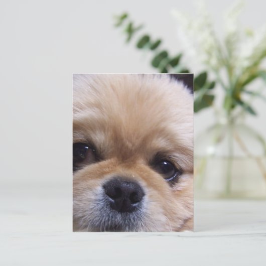 Pekingese Puppy Briefkaart (Staand voorkant)