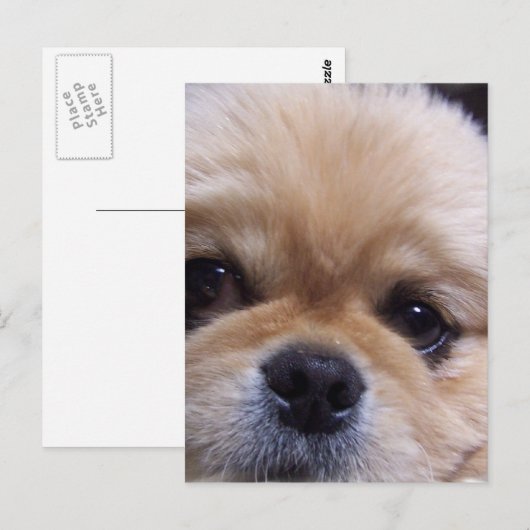 Pekingese Puppy Briefkaart (Voorkant / Achterkant)
