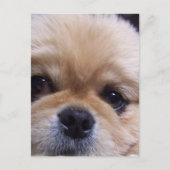 Pekingese Puppy Briefkaart (Voorkant)