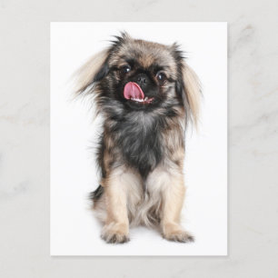 Pekingese puppy Dog Blank Post Card Briefkaart