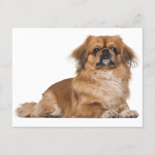 Pekingese Puppy Dog Post Card Briefkaart
