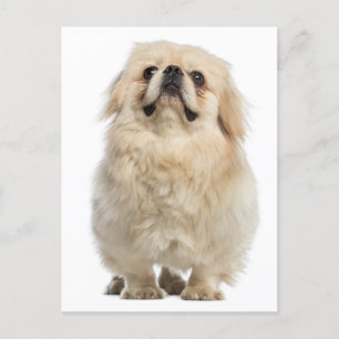 Pekingese Puppy Dog Post Card Briefkaart
