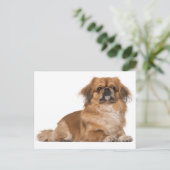 Pekingese Puppy Dog Post Kaart (Staand voorkant)