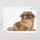 Pekingese Puppy Dog Post Kaart (Voorkant / Achterkant)