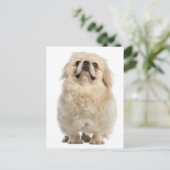 Pekingese Puppy Dog Post Kaart (Staand voorkant)