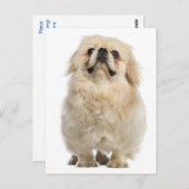 Pekingese Puppy Dog Post Kaart (Voorkant / Achterkant)