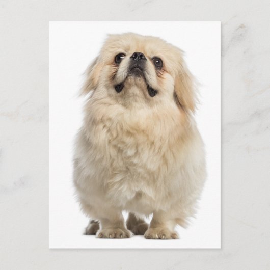 Pekingese Puppy Dog Post Kaart (Voorkant)