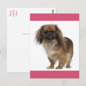 Pekingese Puppy Dog Post Kaart (Voorkant / Achterkant)