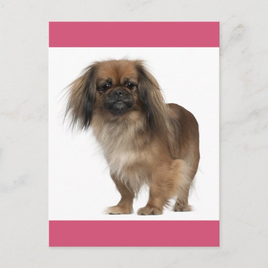 Pekingese Puppy Dog Post Kaart (Voorkant)