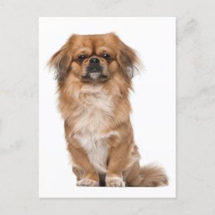 Pekingese Puppy Dog Post Kaart