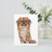 Pekingese Puppy Dog Post Kaart (Staand voorkant)