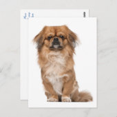 Pekingese Puppy Dog Post Kaart (Voorkant / Achterkant)