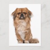 Pekingese Puppy Dog Post Kaart (Voorkant)