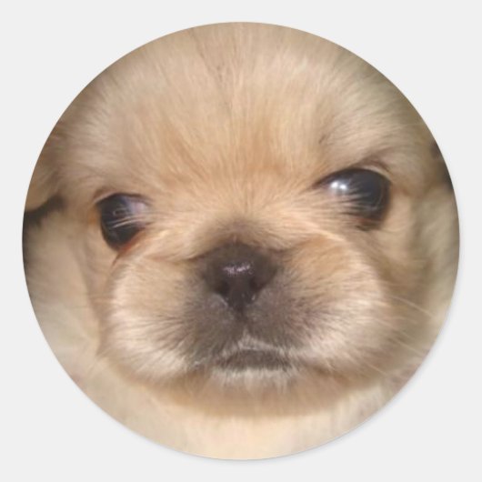 pekingese puppy sticker (Voorkant)